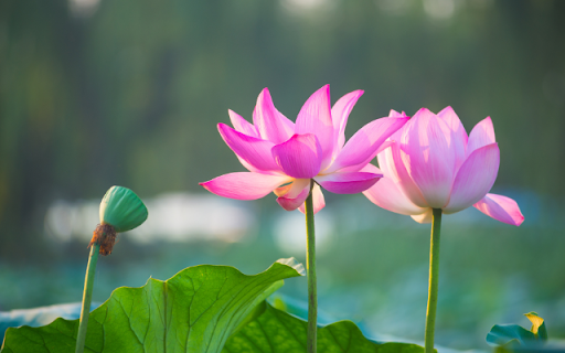 Two Lotus Flowers in a Pond from Chrome web store to be run with OffiDocs Chromium online Two Lotus Flowers in a Pond from Chrome web store to be run with OffiDocs Chromium online