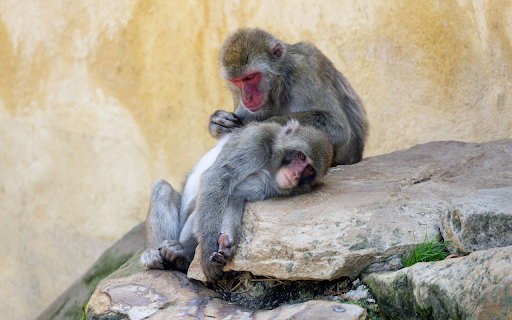 Two monkeys on the rocky mountain from Chrome web store to be run with OffiDocs Chromium online Two monkeys on the rocky mountain from Chrome web store to be run with OffiDocs Chromium online