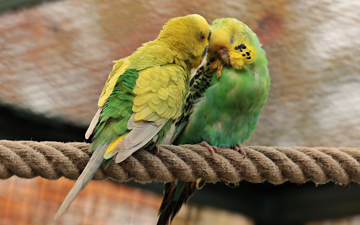 Two parrots together from Chrome web store to be run with OffiDocs Chromium online Two parrots together from Chrome web store to be run with OffiDocs Chromium online