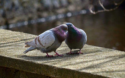 Two pigeons from Chrome web store to be run with OffiDocs Chromium online Two pigeons from Chrome web store to be run with OffiDocs Chromium online