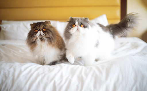 Two Snub nosed Kittens from Chrome web store to be run with OffiDocs Chromium online Two Snub nosed Kittens from Chrome web store to be run with OffiDocs Chromium online