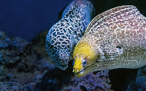 Two striped fish from Chrome web store to be run with OffiDocs Chromium online Two striped fish from Chrome web store to be run with OffiDocs Chromium online