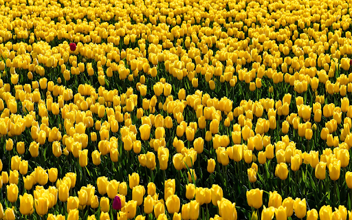 Vast Yellow Tulip Field from Chrome web store to be run with OffiDocs Chromium online Vast Yellow Tulip Field from Chrome web store to be run with OffiDocs Chromium online