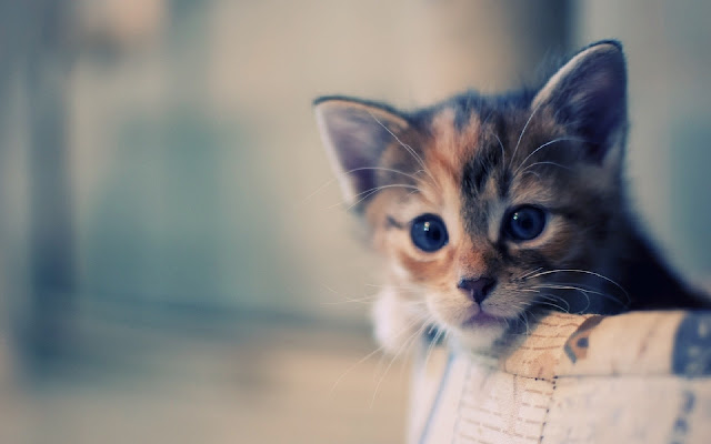 Very Cute Kitten Theme from Chrome web store to be run with OffiDocs Chromium online Very Cute Kitten Theme from Chrome web store to be run with OffiDocs Chromium online