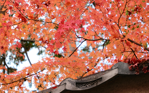Vibrant Autumn Leaves at Kyotanabe Temple in Kyoto from Chrome web store to be run with OffiDocs Chromium online Vibrant Autumn Leaves at Kyotanabe Temple in Kyoto from Chrome web store to be run with OffiDocs Chromium online