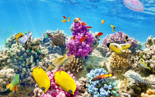 Vibrant Coral Reef from Chrome web store to be run with OffiDocs Chromium online Vibrant Coral Reef from Chrome web store to be run with OffiDocs Chromium online