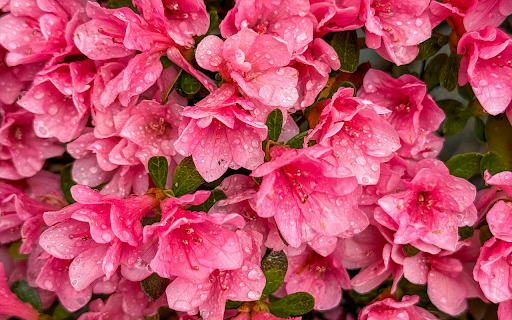 Vibrant Pink Azaleas in Bloom with Dew Drops from Chrome web store to be run with OffiDocs Chromium online Vibrant Pink Azaleas in Bloom with Dew Drops from Chrome web store to be run with OffiDocs Chromium online
