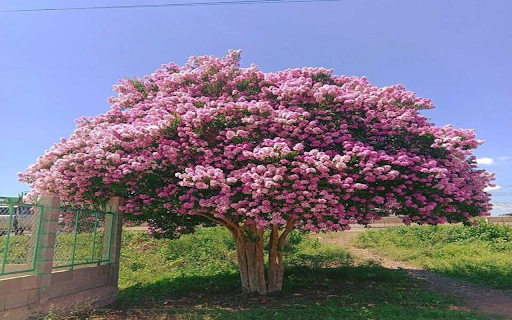 Wallflower wallpaper from Chrome web store to be run with OffiDocs Chromium online Wallflower wallpaper from Chrome web store to be run with OffiDocs Chromium online