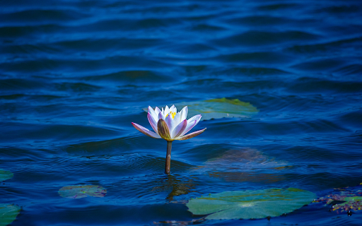 Water Lily in the Pond from Chrome web store to be run with OffiDocs Chromium online Water Lily in the Pond from Chrome web store to be run with OffiDocs Chromium online