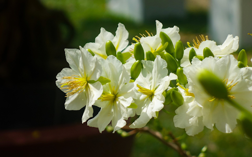 White apricot branch from Chrome web store to be run with OffiDocs Chromium online White apricot branch from Chrome web store to be run with OffiDocs Chromium online