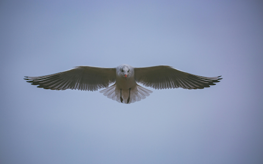 White Bird Flying in the Sky from Chrome web store to be run with OffiDocs Chromium online White Bird Flying in the Sky from Chrome web store to be run with OffiDocs Chromium online