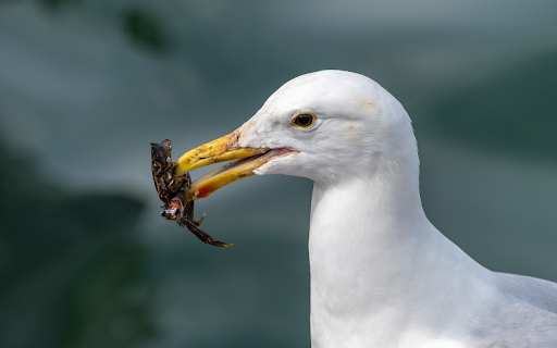 White bird hunting from Chrome web store to be run with OffiDocs Chromium online White bird hunting from Chrome web store to be run with OffiDocs Chromium online
