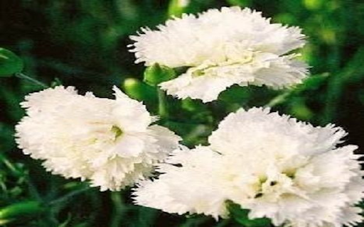 White Carnation Wallpaper from Chrome web store to be run with OffiDocs Chromium online White Carnation Wallpaper from Chrome web store to be run with OffiDocs Chromium online