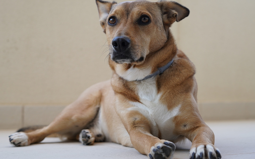 White collar golden dog from Chrome web store to be run with OffiDocs Chromium online White collar golden dog from Chrome web store to be run with OffiDocs Chromium online