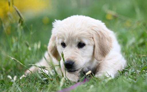 White Dog on the Grass from Chrome web store to be run with OffiDocs Chromium online White Dog on the Grass from Chrome web store to be run with OffiDocs Chromium online
