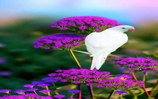 White dove wallpaper from Chrome web store to be run with OffiDocs Chromium online White dove wallpaper from Chrome web store to be run with OffiDocs Chromium online