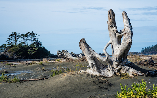 White dry tree stump from Chrome web store to be run with OffiDocs Chromium online White dry tree stump from Chrome web store to be run with OffiDocs Chromium online