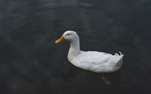 White duck in the pond from Chrome web store to be run with OffiDocs Chromium online White duck in the pond from Chrome web store to be run with OffiDocs Chromium online