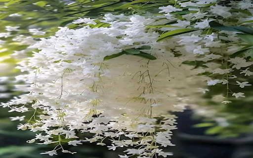 White flower cluster wallpaper from Chrome web store to be run with OffiDocs Chromium online White flower cluster wallpaper from Chrome web store to be run with OffiDocs Chromium online