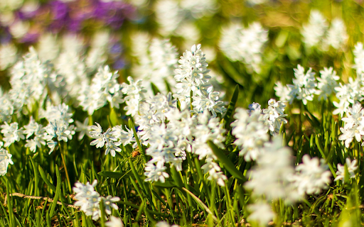 White Flower Grass from Chrome web store to be run with OffiDocs Chromium online White Flower Grass from Chrome web store to be run with OffiDocs Chromium online
