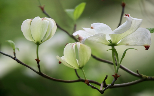 White flowers bloom from Chrome web store to be run with OffiDocs Chromium online White flowers bloom from Chrome web store to be run with OffiDocs Chromium online