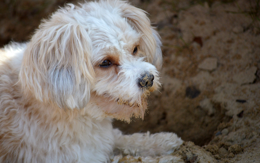 White Fluffy Dog from Chrome web store to be run with OffiDocs Chromium online White Fluffy Dog from Chrome web store to be run with OffiDocs Chromium online
