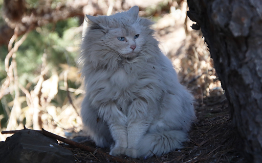 White lion cat from Chrome web store to be run with OffiDocs Chromium online White lion cat from Chrome web store to be run with OffiDocs Chromium online