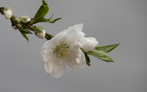 White Peach from Chrome web store to be run with OffiDocs Chromium online White Peach from Chrome web store to be run with OffiDocs Chromium online