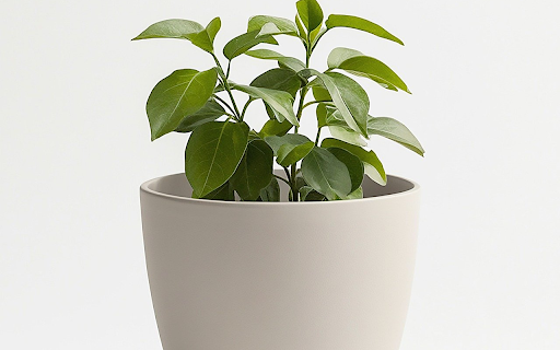 White pot with green plants from Chrome web store to be run with OffiDocs Chromium online White pot with green plants from Chrome web store to be run with OffiDocs Chromium online