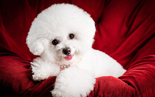 White puppy from Chrome web store to be run with OffiDocs Chromium online White puppy from Chrome web store to be run with OffiDocs Chromium online