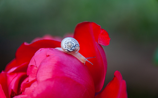 White snail on rose petal from Chrome web store to be run with OffiDocs Chromium online White snail on rose petal from Chrome web store to be run with OffiDocs Chromium online