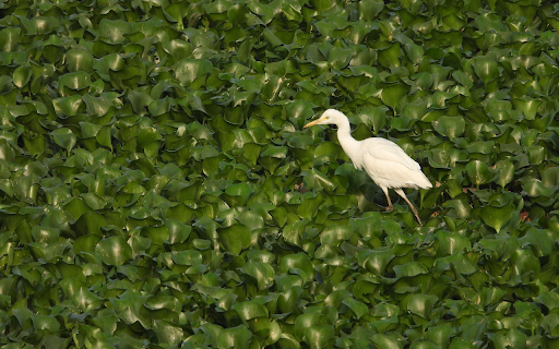 White stork on duckweed pond from Chrome web store to be run with OffiDocs Chromium online White stork on duckweed pond from Chrome web store to be run with OffiDocs Chromium online