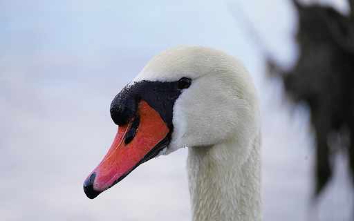 White swan with pink bill from Chrome web store to be run with OffiDocs Chromium online White swan with pink bill from Chrome web store to be run with OffiDocs Chromium online