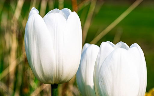 White Tulip Trio from Chrome web store to be run with OffiDocs Chromium online White Tulip Trio from Chrome web store to be run with OffiDocs Chromium online