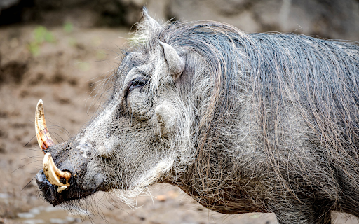 Wild boar fangs from Chrome web store to be run with OffiDocs Chromium online Wild boar fangs from Chrome web store to be run with OffiDocs Chromium online