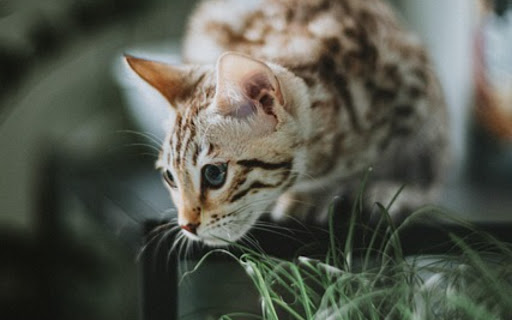 WILD CAT THEME from Chrome web store to be run with OffiDocs Chromium online WILD CAT THEME from Chrome web store to be run with OffiDocs Chromium online