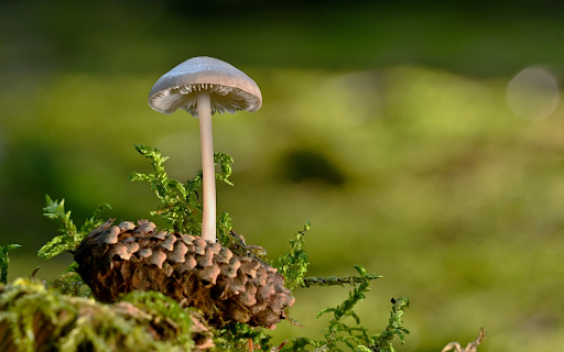 Wild Mushrooms from Chrome web store to be run with OffiDocs Chromium online Wild Mushrooms from Chrome web store to be run with OffiDocs Chromium online