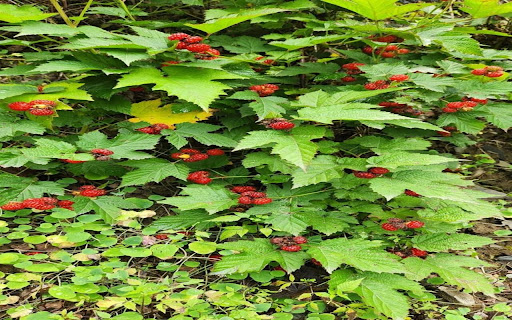 wild raspberry wallpaper from Chrome web store to be run with OffiDocs Chromium online wild raspberry wallpaper from Chrome web store to be run with OffiDocs Chromium online