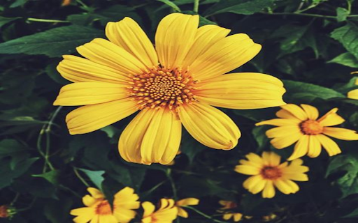 Wild sunflower wallpaper from Chrome web store to be run with OffiDocs Chromium online Wild sunflower wallpaper from Chrome web store to be run with OffiDocs Chromium online