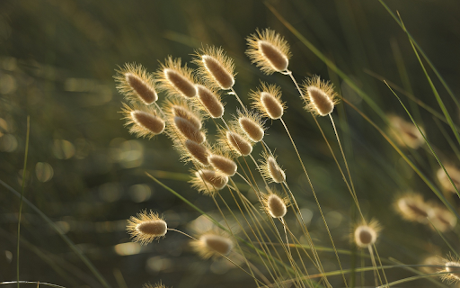 Wind and flowers from Chrome web store to be run with OffiDocs Chromium online Wind and flowers from Chrome web store to be run with OffiDocs Chromium online