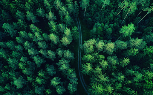 Winding Path Through a Lush Forest from Chrome web store to be run with OffiDocs Chromium online Winding Path Through a Lush Forest from Chrome web store to be run with OffiDocs Chromium online