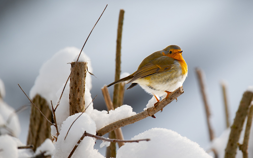 winter bird from Chrome web store to be run with OffiDocs Chromium online winter bird from Chrome web store to be run with OffiDocs Chromium online