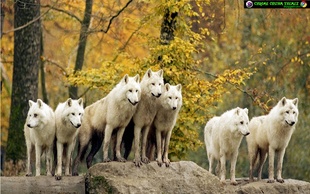 Wolf Pack 1366x768 from Chrome web store to be run with OffiDocs Chromium online Wolf Pack 1366x768 from Chrome web store to be run with OffiDocs Chromium online