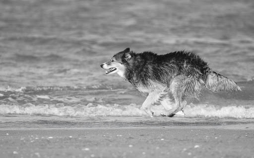 WOLF THEME from Chrome web store to be run with OffiDocs Chromium online WOLF THEME from Chrome web store to be run with OffiDocs Chromium online