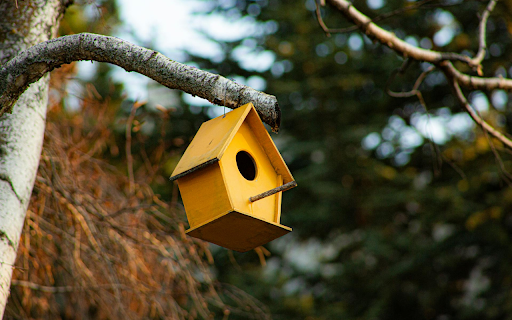 Yellow Bird Nest from Chrome web store to be run with OffiDocs Chromium online Yellow Bird Nest from Chrome web store to be run with OffiDocs Chromium online