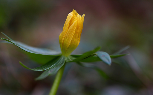 Yellow buds from Chrome web store to be run with OffiDocs Chromium online Yellow buds from Chrome web store to be run with OffiDocs Chromium online