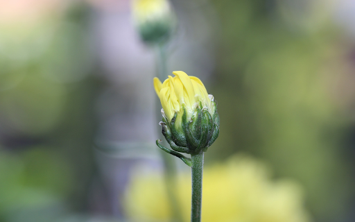 Yellow Buds and Dew from Chrome web store to be run with OffiDocs Chromium online Yellow Buds and Dew from Chrome web store to be run with OffiDocs Chromium online