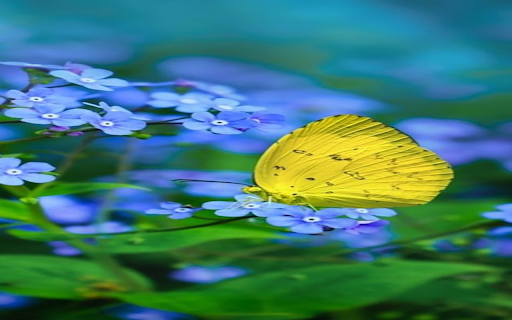 yellow butterfly wallpaper from Chrome web store to be run with OffiDocs Chromium online yellow butterfly wallpaper from Chrome web store to be run with OffiDocs Chromium online