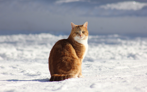 Yellow cat and snow white from Chrome web store to be run with OffiDocs Chromium online Yellow cat and snow white from Chrome web store to be run with OffiDocs Chromium online