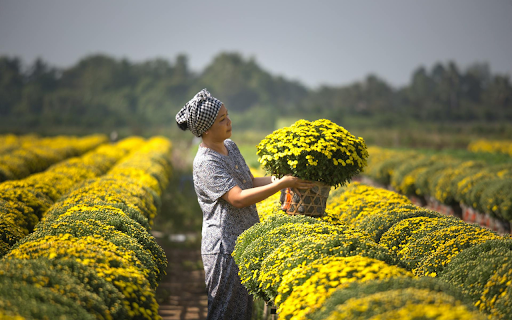 Yellow Chrysanthemum Garden from Chrome web store to be run with OffiDocs Chromium online Yellow Chrysanthemum Garden from Chrome web store to be run with OffiDocs Chromium online